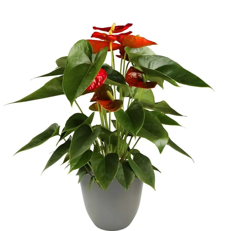 Piantsaa con fiori rossi e foglie verde intenso messa in un vaso colore Verde rosmarino  