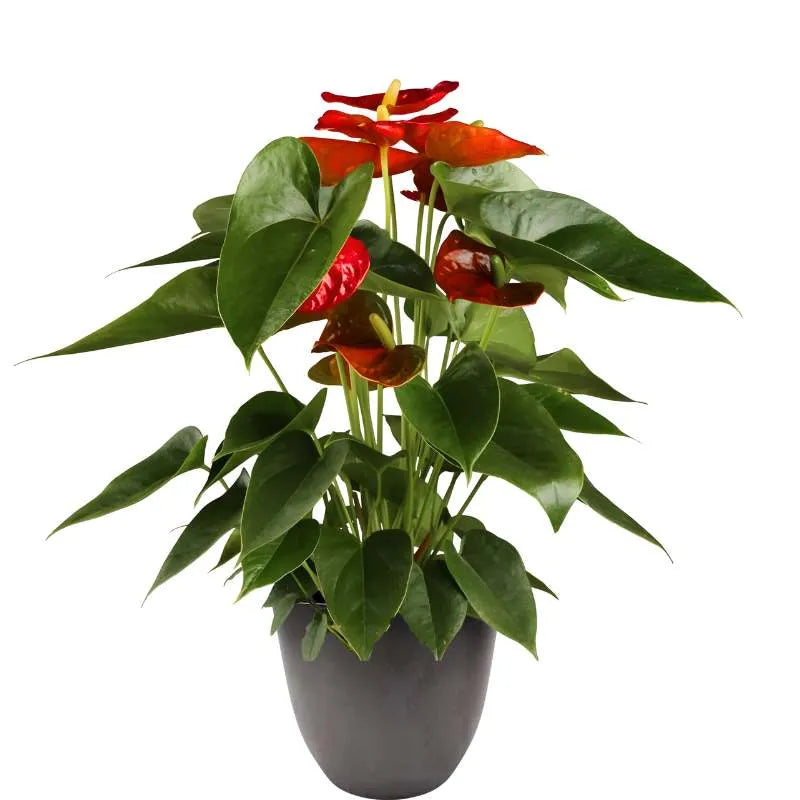 Piantsaa con fiori rossi e foglie verde intenso messa in un vaso colore antracite 