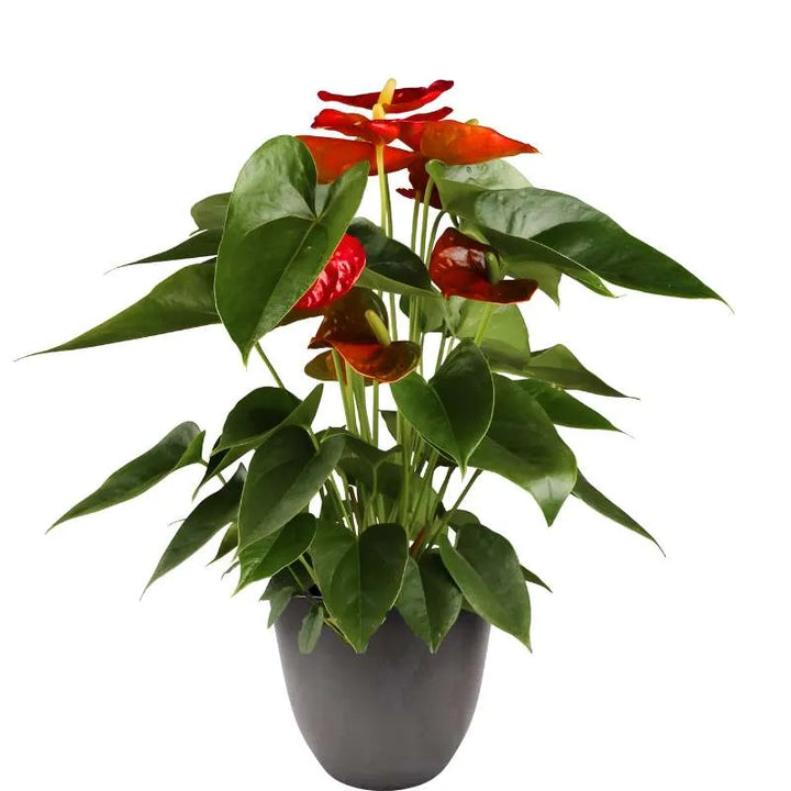 Piantsaa con fiori rossi e foglie verde intenso messa in un vaso colore antracite 