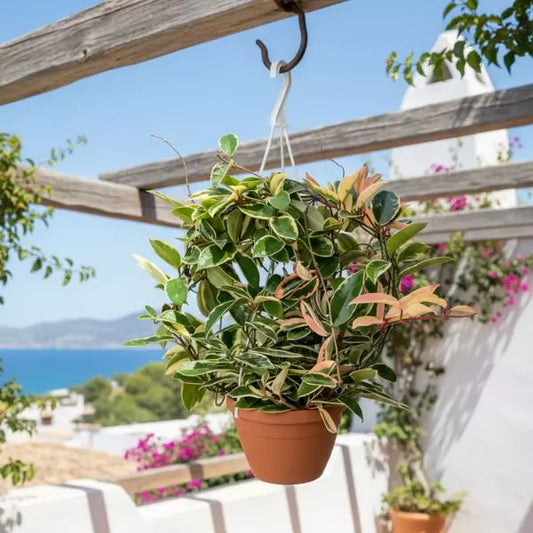 Hoya carnosa basket 18 cm