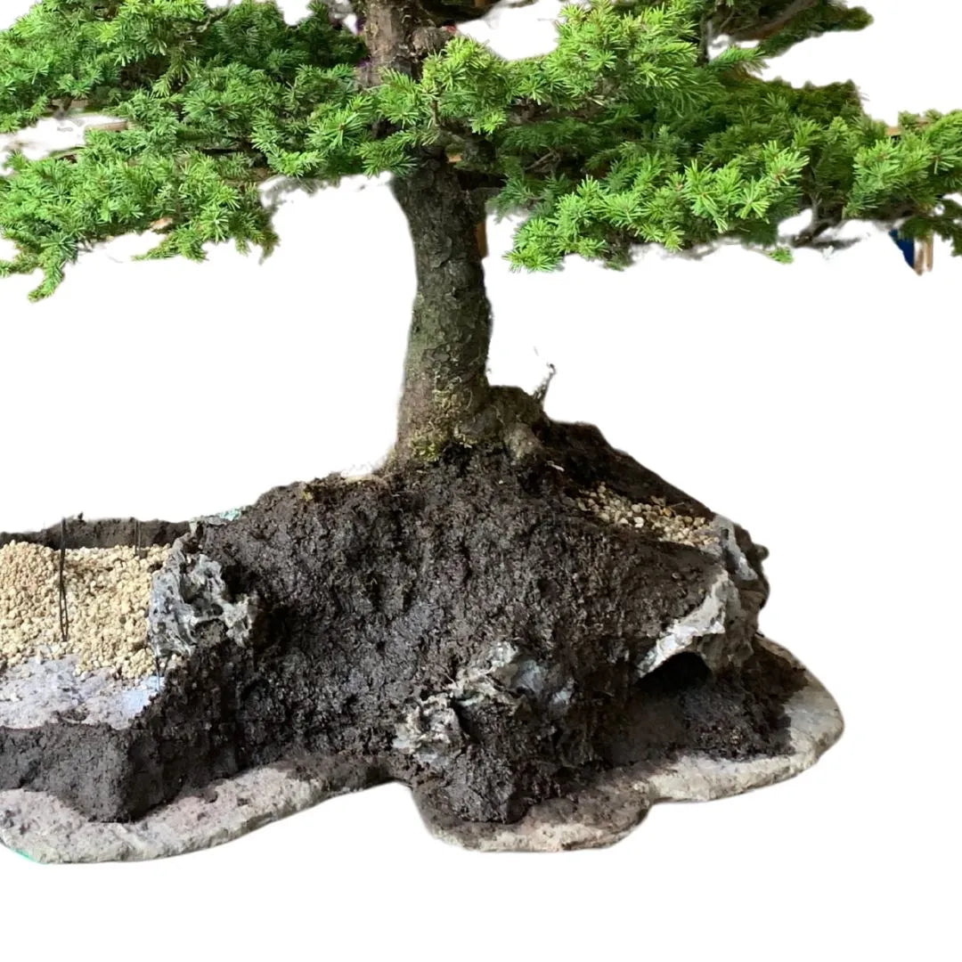 Esempio di utilizzo del substrato Keto su bonsai per creare paesaggi realistici e modellare il terreno

