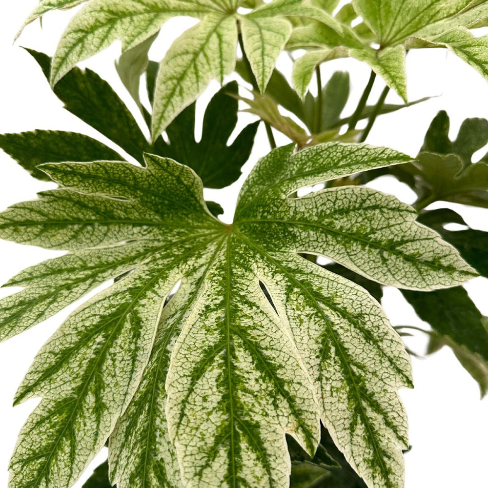 Aralia Fatsia Japonica , Variegata - i Giardini di Giulia