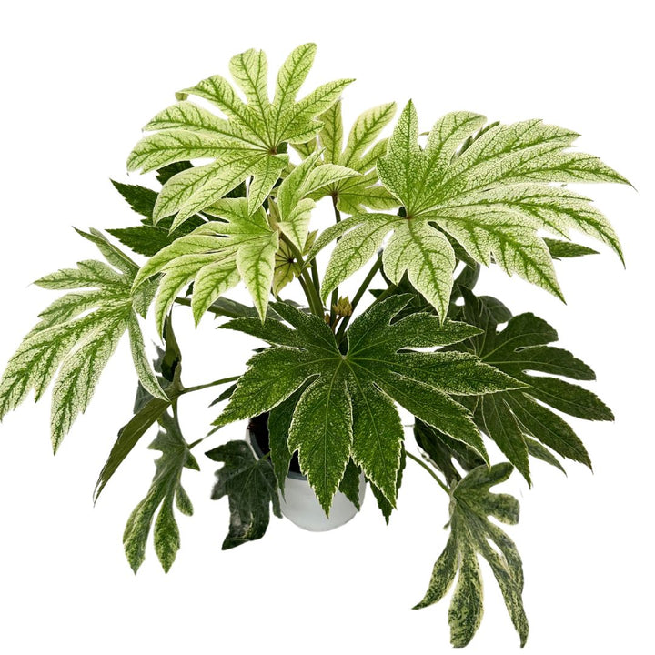 Aralia Fatsia Japonica , Variegata - i Giardini di Giulia