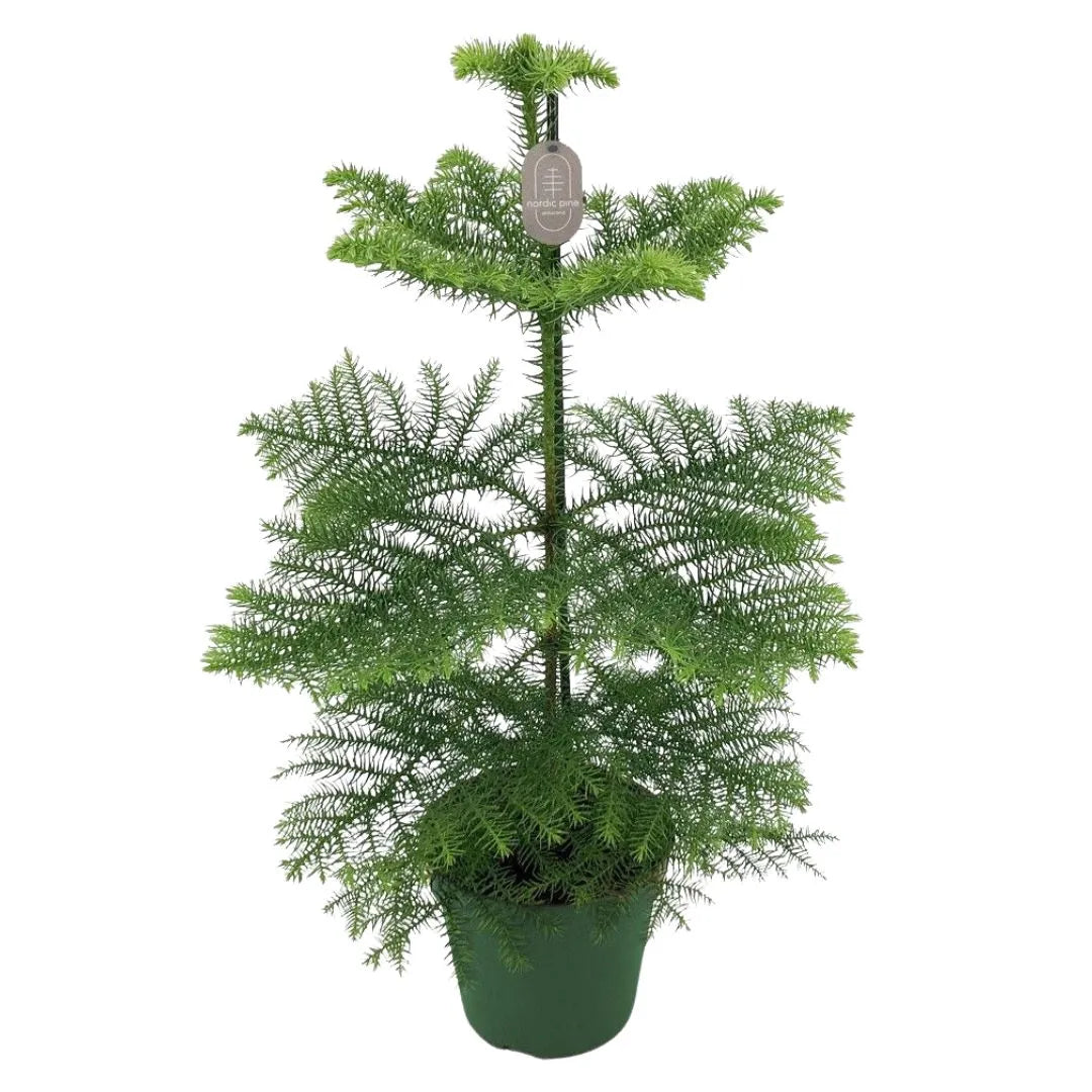 Araucaria heterophylla H.60 cm