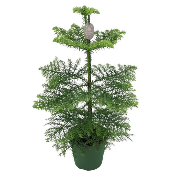 Araucaria heterophylla H.60 cm