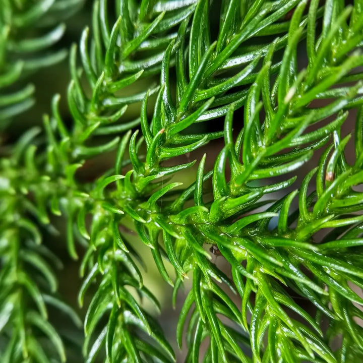 Araucaria heterophylla H.60 cm