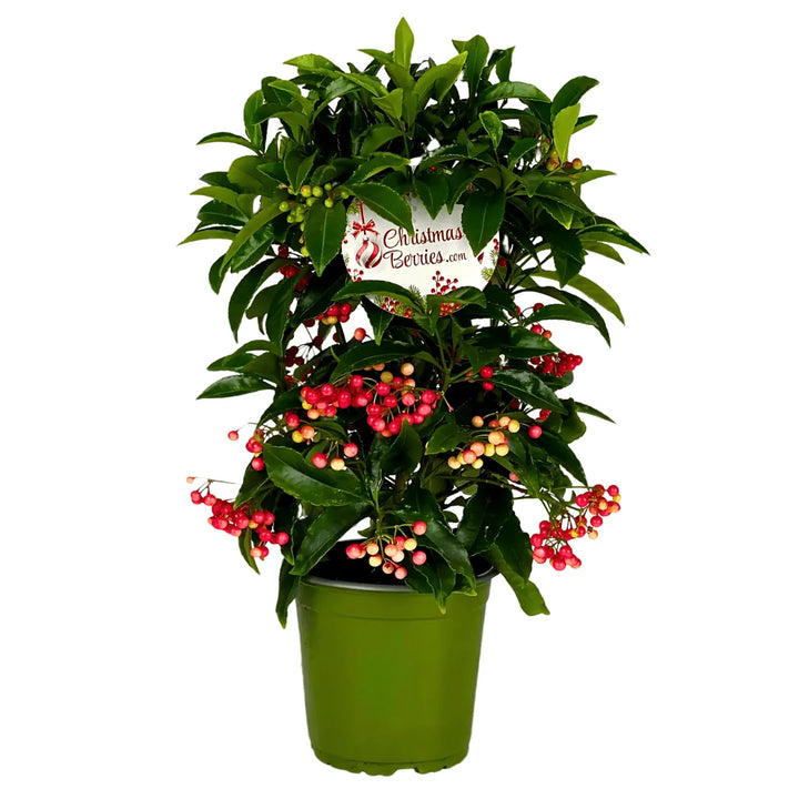 Ardisia crenata vaso 14 cm. - i Giardini di Giulia