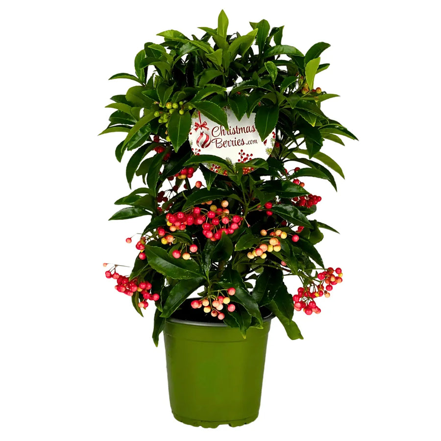 Ardisia crenata vaso 14 cm. - i Giardini di Giulia