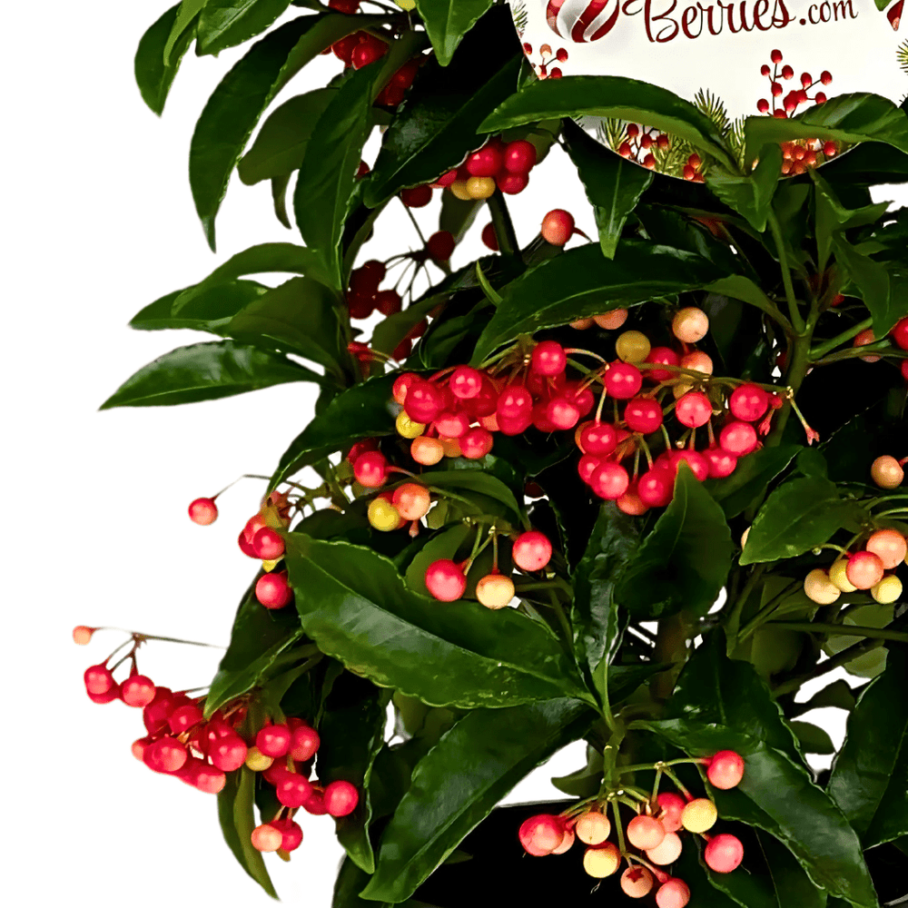 Ardisia crenata vaso 14 cm. - i Giardini di Giulia