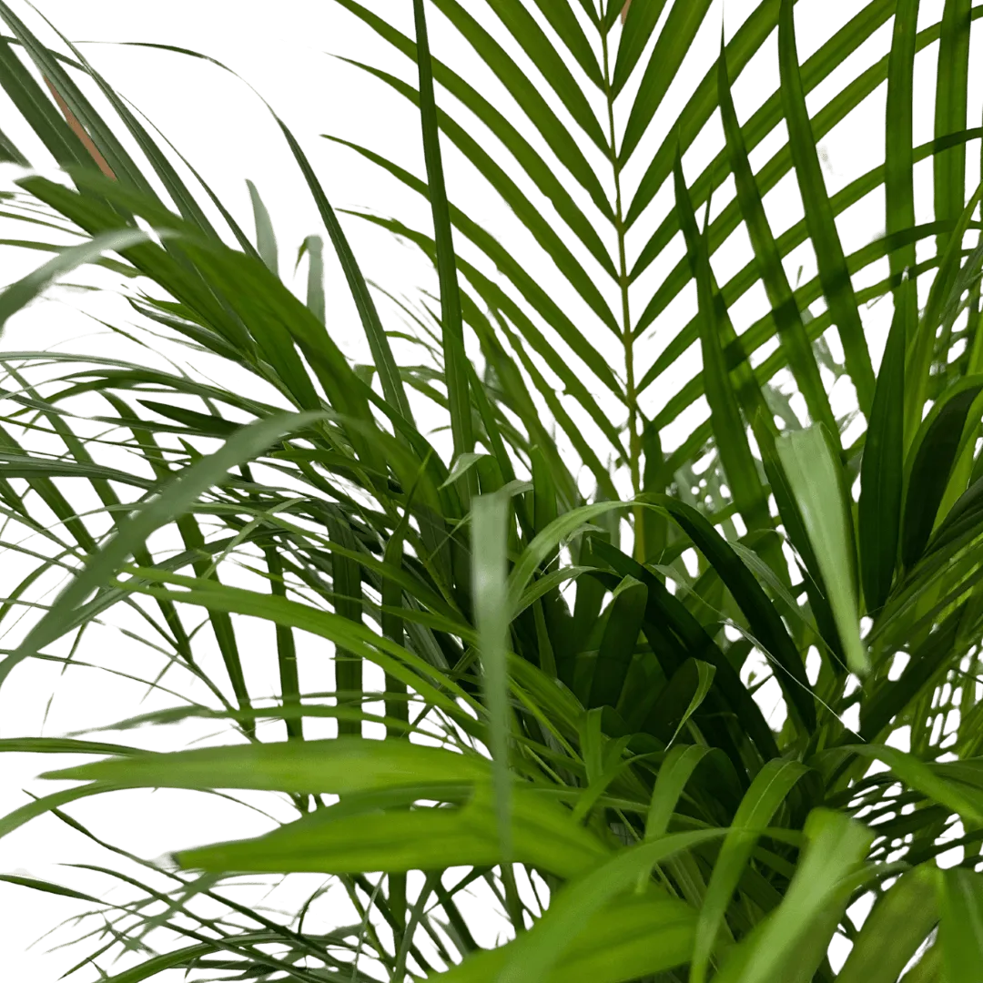 Areca Lutescens - i Giardini di Giulia