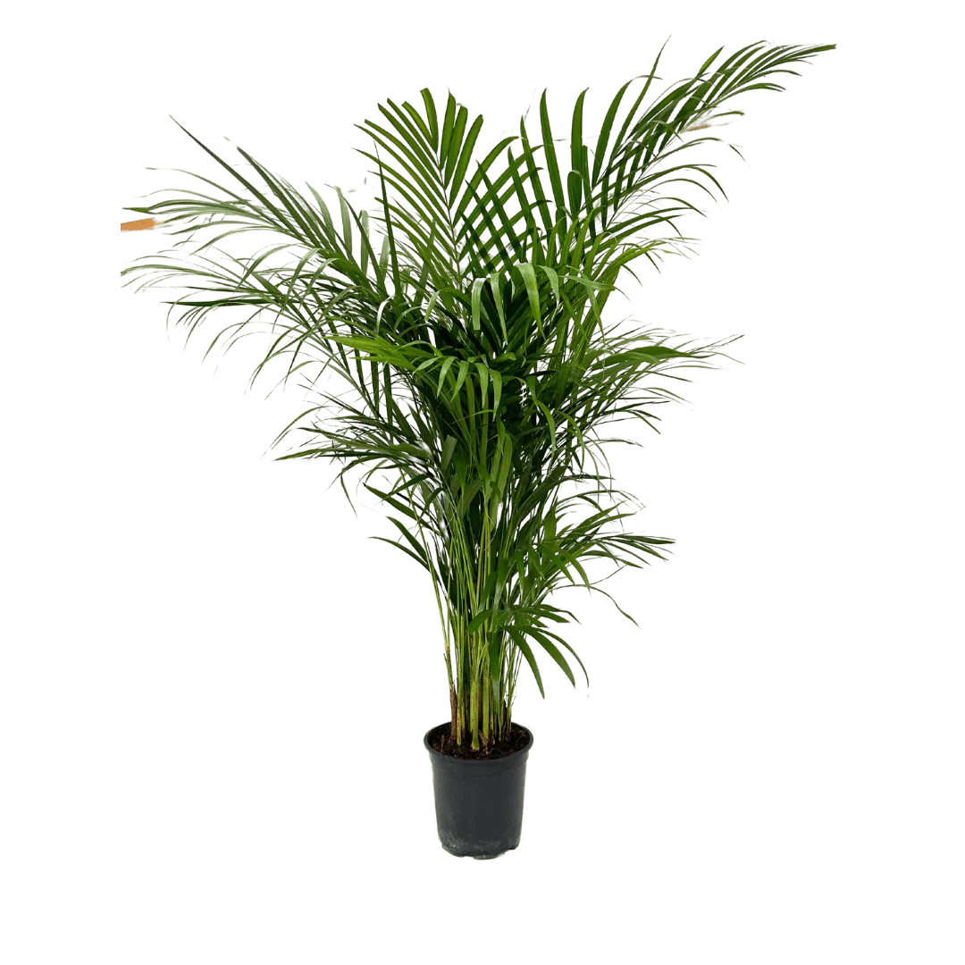 Areca Lutescens - i Giardini di Giulia