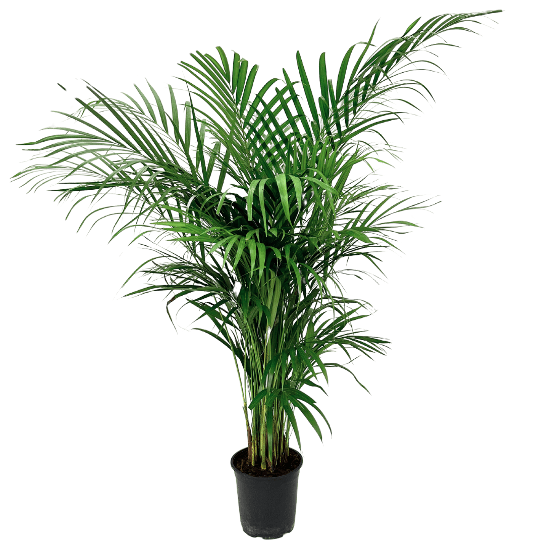 Areca Lutescens - i Giardini di Giulia