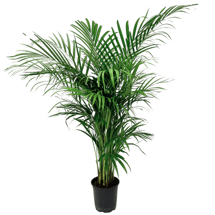 Areca Lutescens - i Giardini di Giulia