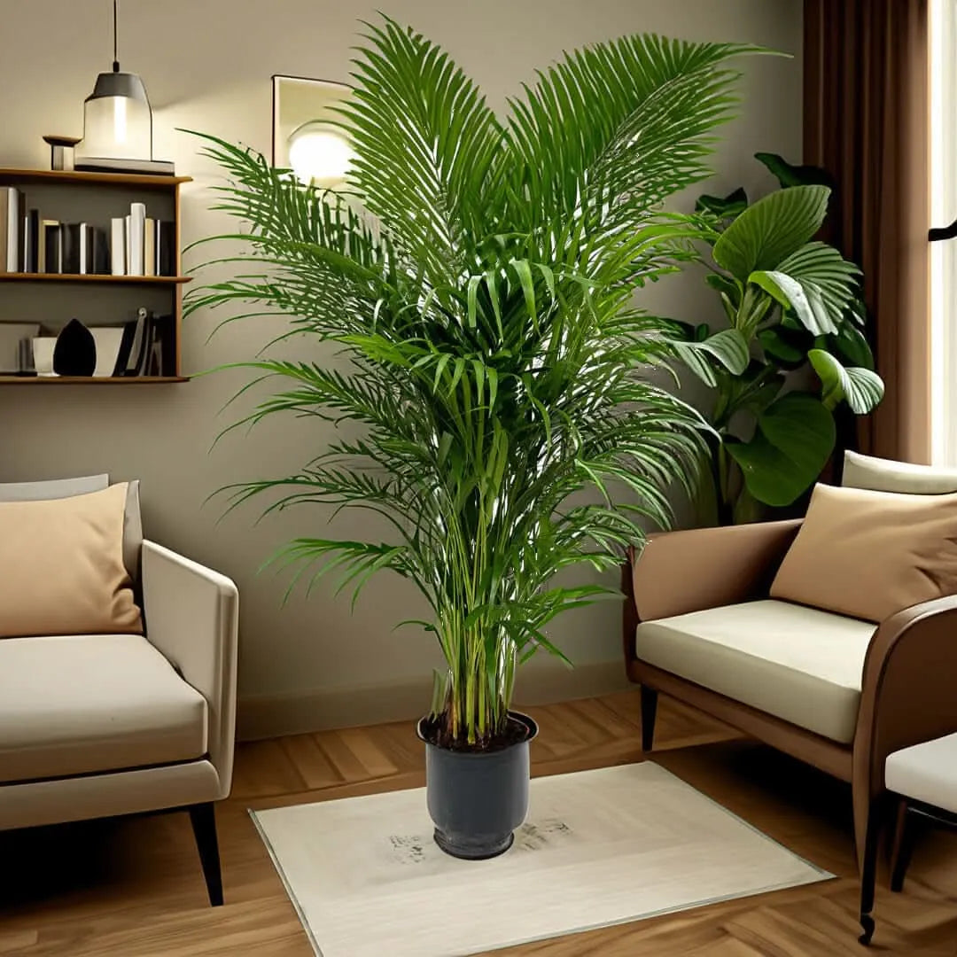 Areca Lutescens - i Giardini di Giulia