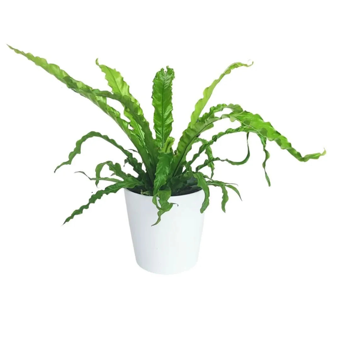 Asplenium Crispy Wave in vaso da 14 cm con foglie verdi arricciate

