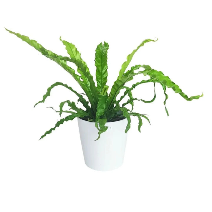 Asplenium Crispy Wave in vaso da 14 cm con foglie verdi arricciate

