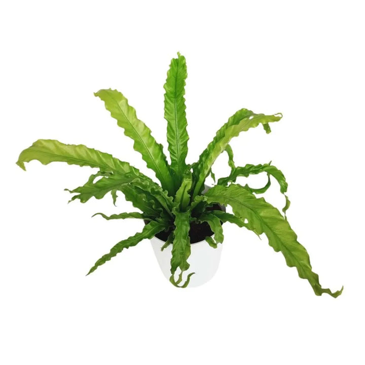 Dettaglio foglie ondulate della felce Asplenium Crispy Wave

