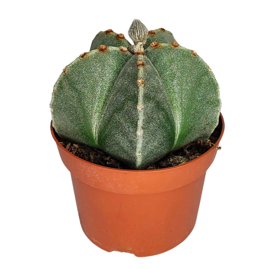 Astrophytum myriostigma in vaso da 13 cm, vista frontale con dettaglio delle costolature

