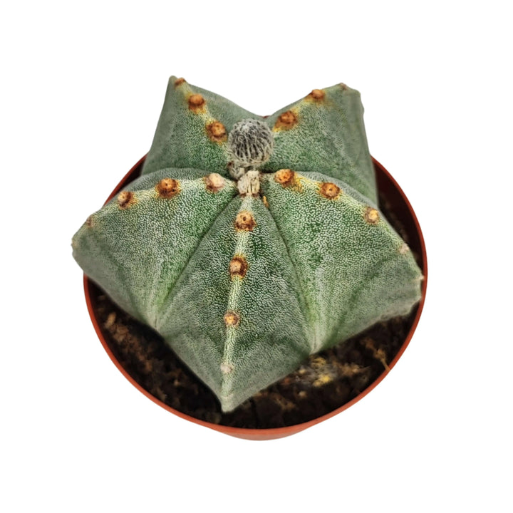 Vista dall’alto dell’Astrophytum myriostigma con forma simmetrica a stella

