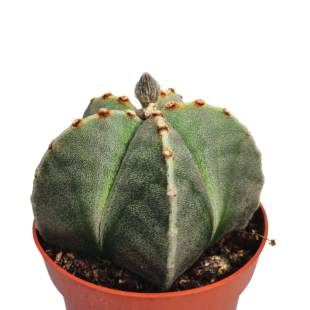 Dettaglio ravvicinato dell’Astrophytum myriostigma con superficie punteggiata