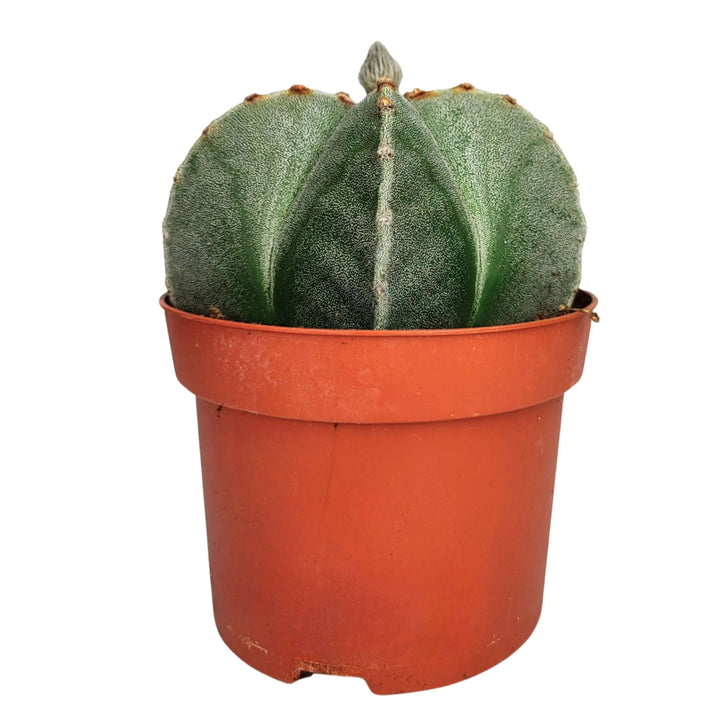 Cactus Astrophytum myriostigma fotografato frontalmente, in vaso semplice in plastica
