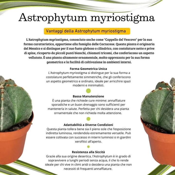 Astrophytum myriostigma altezza pianta 15 dimensione vaso 13 - i Giardini di Giulia