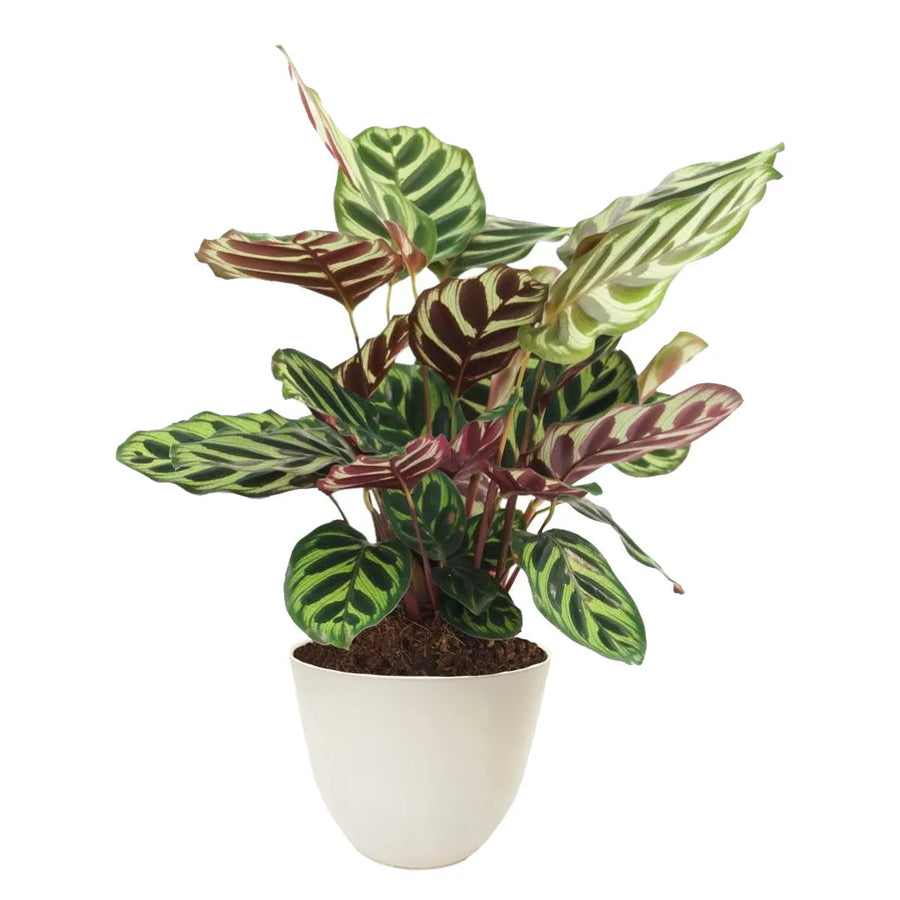 Calathea Makoyana altezza 35 cm - i Giardini di Giulia 