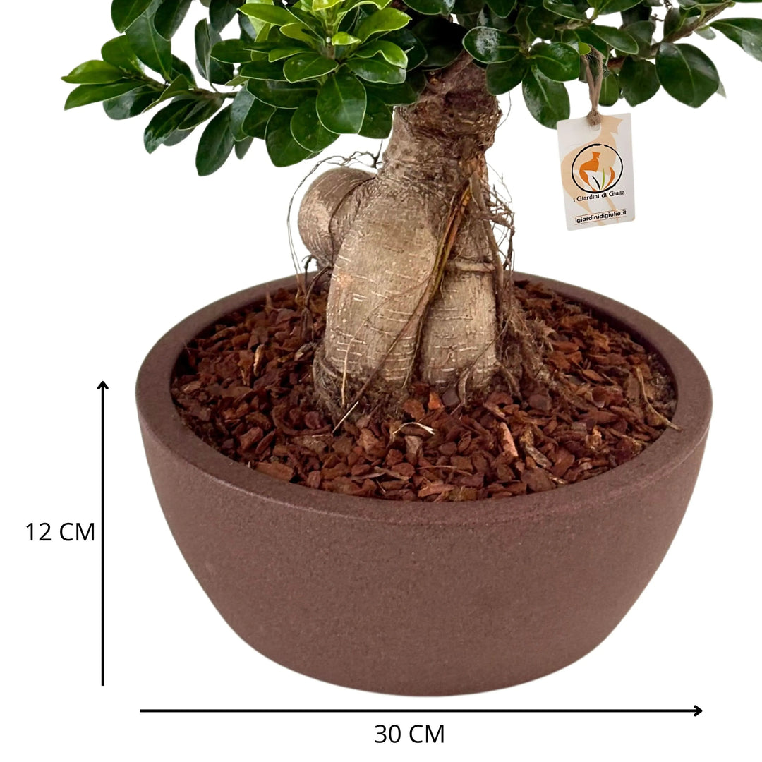 Bonsai ficus ginseng in vaso thetis 30 cm - i Giardini di Giulia  