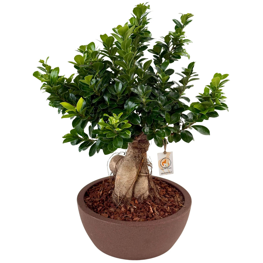 Bonsai ficus ginseng in vaso thetis 30 cm - i Giardini di Giulia  