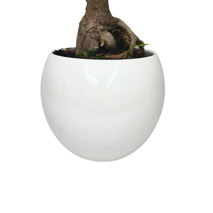 Bonsai Ficus Ginseng Vaso di Ceramica Puglia Altezza Pianta 40 cm