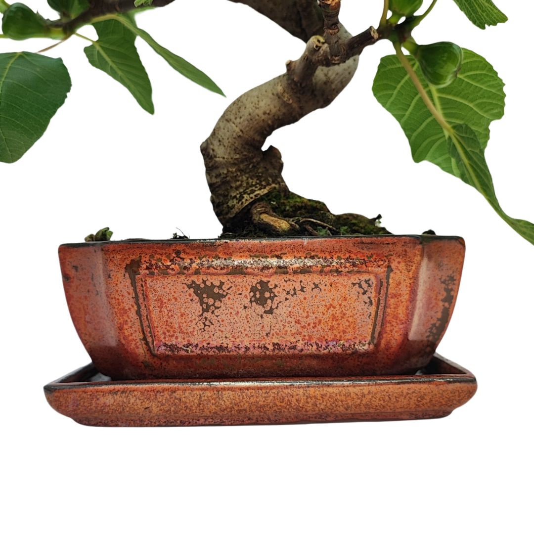 Dettaglio della base e del tronco sinuoso di un bonsai Ficus Carica in vaso smaltato rame.


