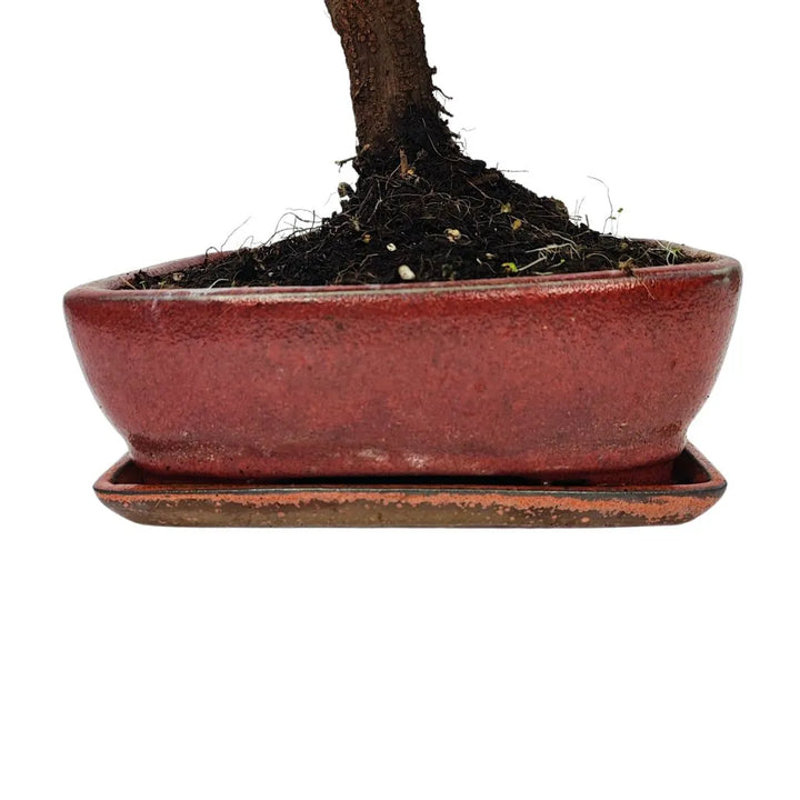 Dettaglio vaso in ceramica smaltata rossa con sottovaso abbinato, base bonsai Quercus suber

