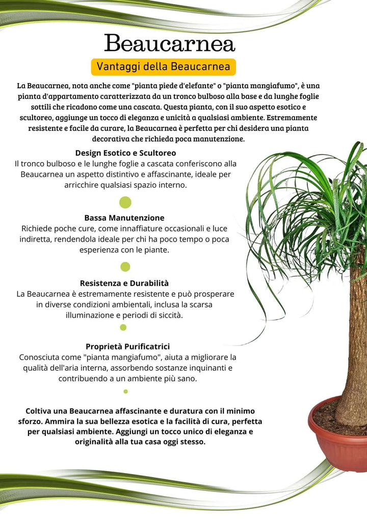 Beaucarnea (Mangiafumo) - Altezza Pianta 85 cm, Vaso Diametro 35 cm - i Giardini di Giulia