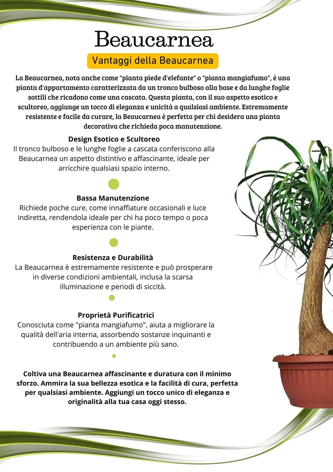 Beaucarnea (Mangiafumo) - Altezza Pianta 60 cm, Vaso Diametro 25 cm - i Giardini di Giulia