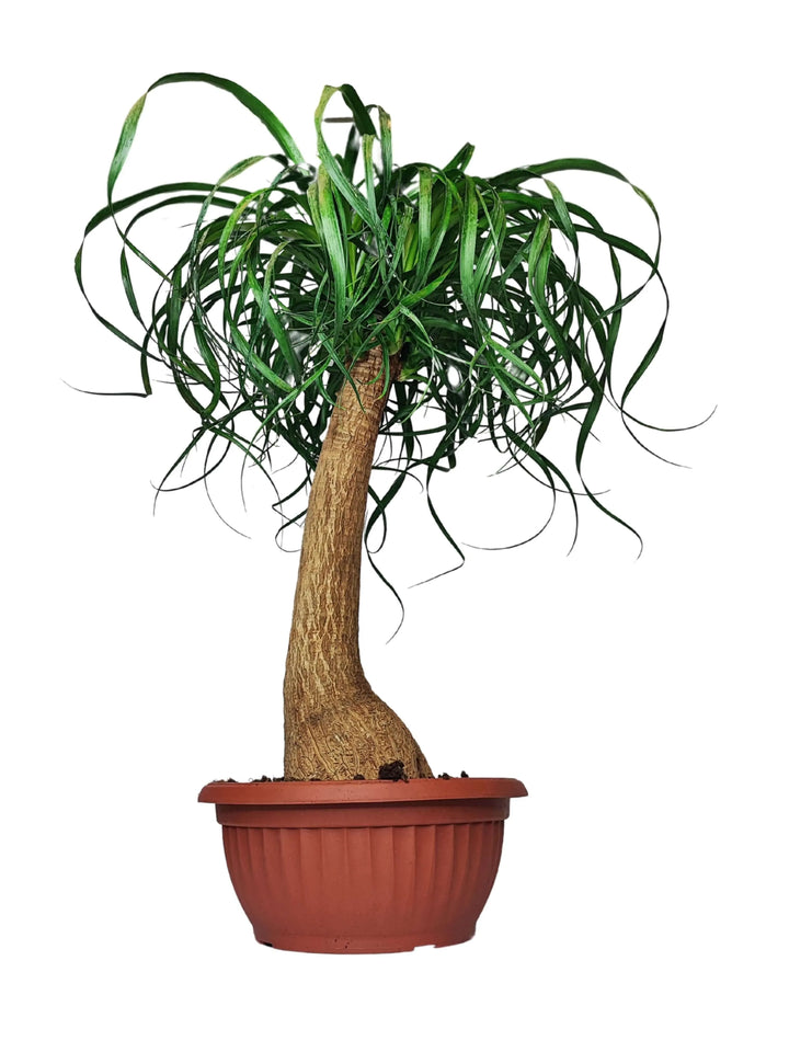 Beaucarnea (Mangiafumo) - Altezza Pianta 60 cm, Vaso Diametro 25 cm - i Giardini di Giulia