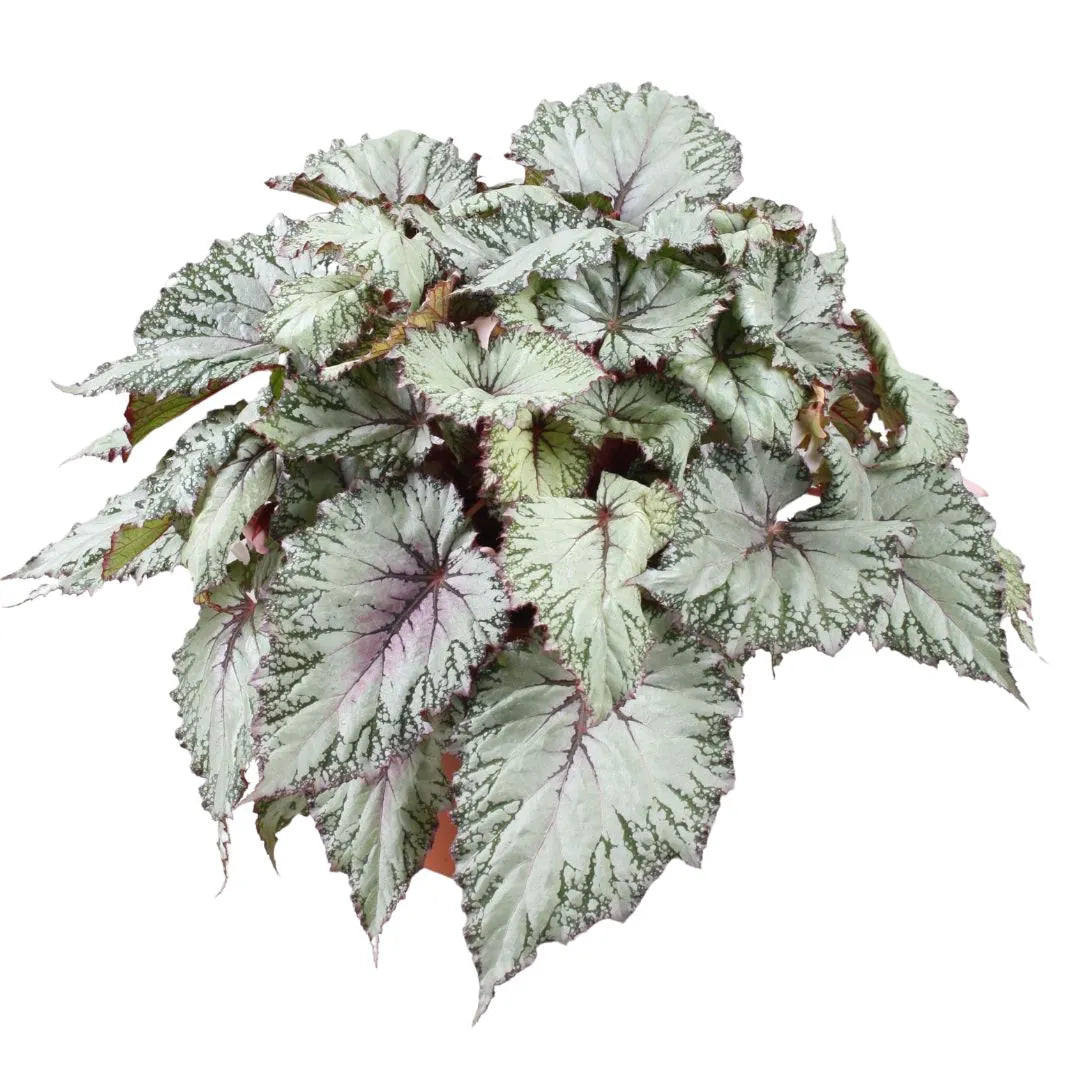 Pianta rigogliosa con grandi foglie argentate e venature rosso-violacee, dai bordi frastagliati, mostrata senza vaso su sfondo bianco.