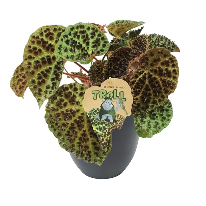 Begonia Blad Ferox con foglie verdi rugose in vaso antracite Ø13 cm in plastica riciclata, pianta decorativa rara da interno