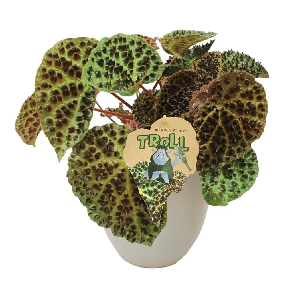 Begonia Blad Ferox in vaso bianco Ø13 cm in plastica 100% riciclata, foglie scolpite con superficie tridimensionale