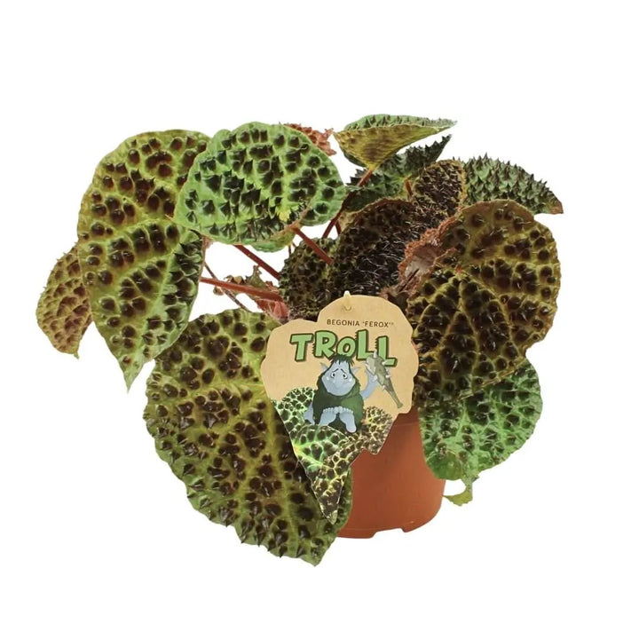 Begonia Blad Ferox in vaso da coltivazione Ø12 cm, foglie verdi con sporgenze scure, pianta rara da interni