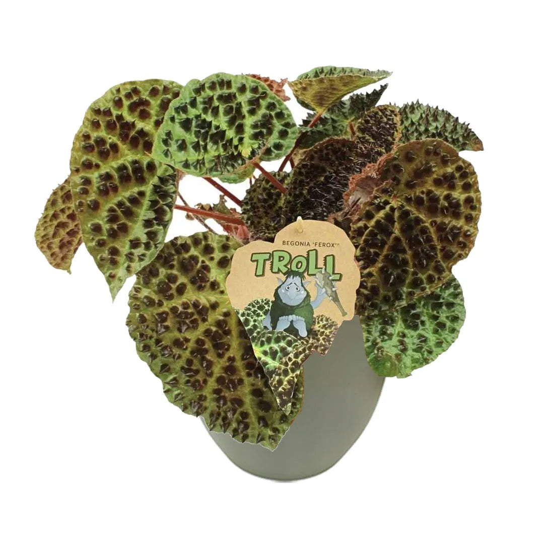 Begonia Blad Ferox con foglie verdi rugose in vaso verde rosamrino  Ø13 cm in plastica riciclata, pianta decorativa rara da interno