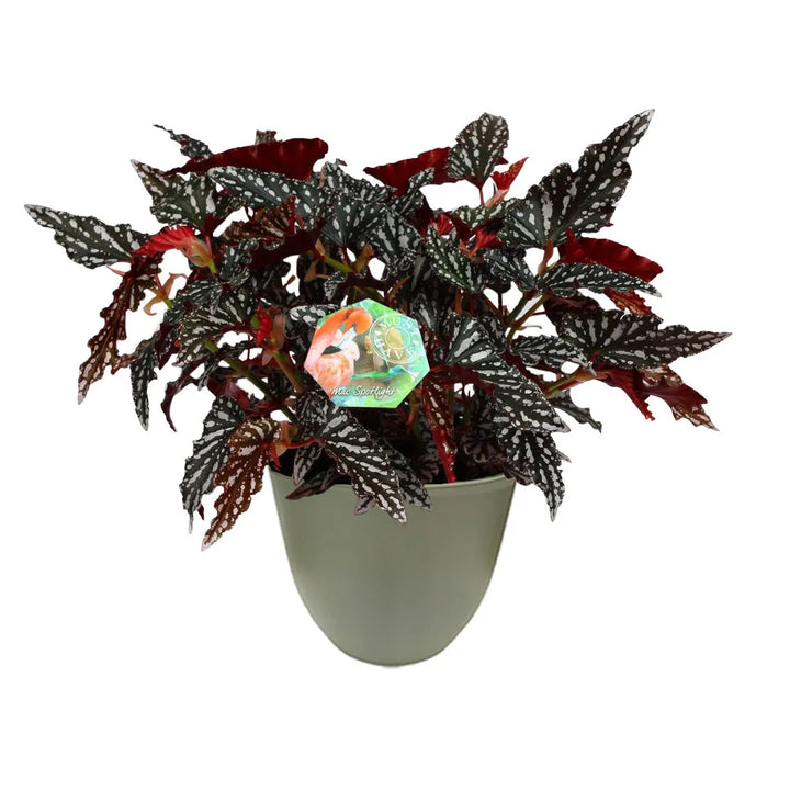 Begonia Blad Maculata Spotlight H. 35 cm