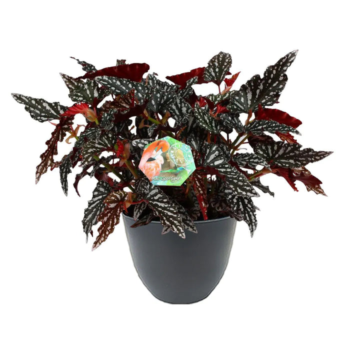 Begonia Blad Maculata Spotlight H. 35 cm