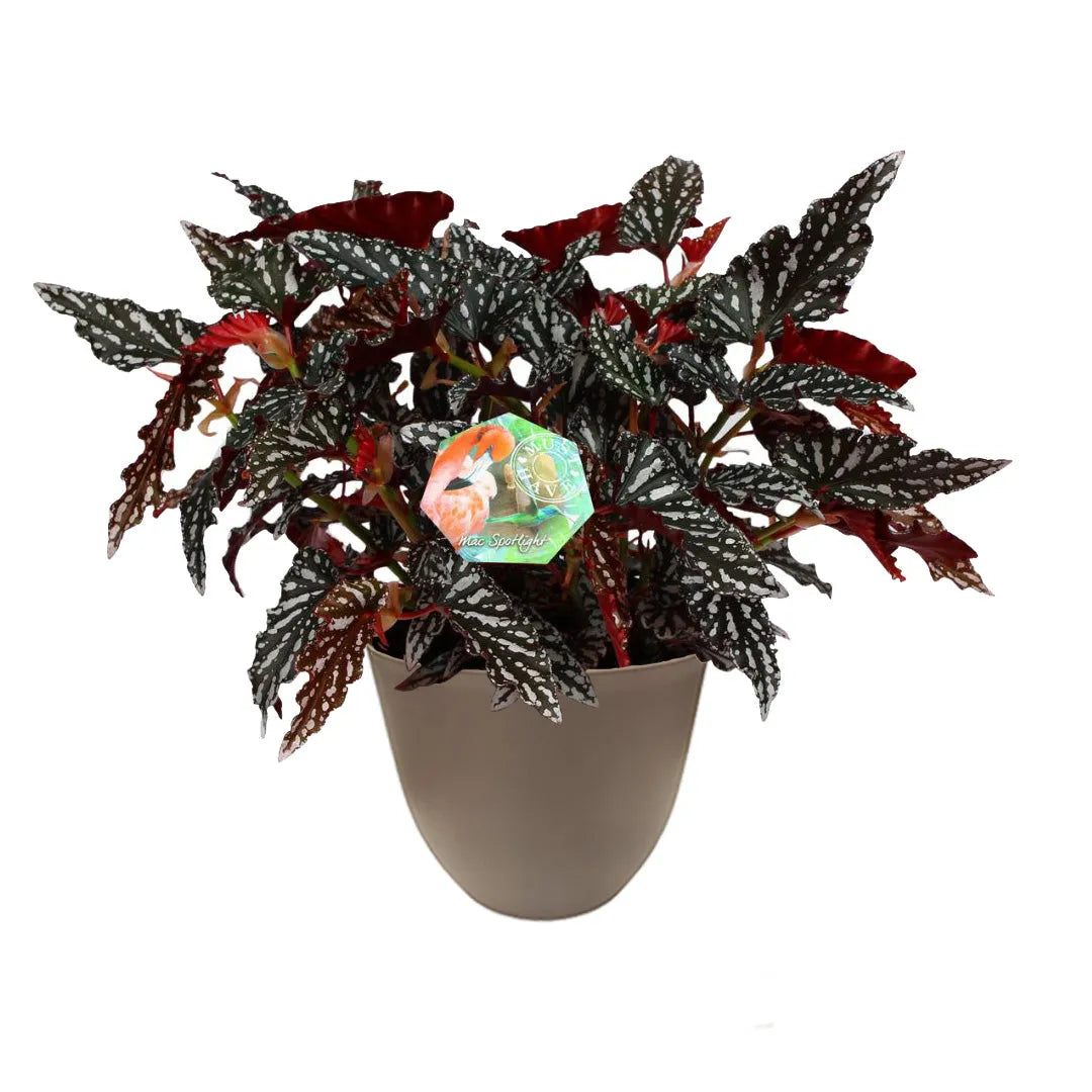 Begonia Blad Maculata Spotlight H. 35 cm