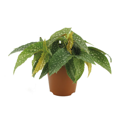 Begonia blad Double Dot H.20
