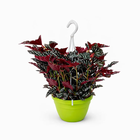 Begonia maculata in vaso basket sospeso con foglie verde scuro puntinate argento e retro rosso intenso, pianta da interno ornamentale decorativa.