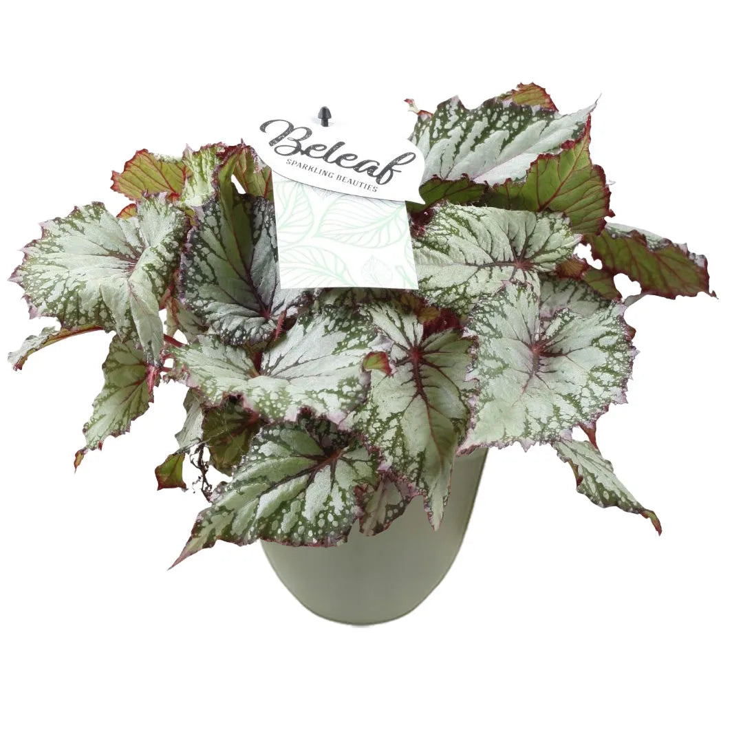 Pianta da interno con foglie variegate color argento e verde, venature rosse marcate e bordi mossi, in vaso verde chiaro.