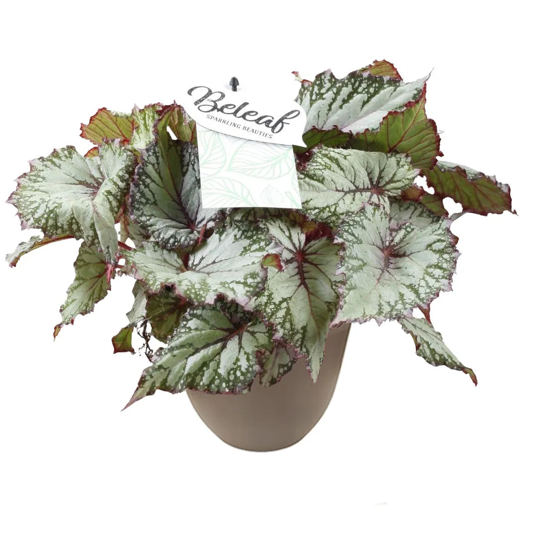 Pianta dalle foglie argentate con margini verde scuro e riflessi porpora, disposta in un vaso tortora opaco su sfondo neutro.