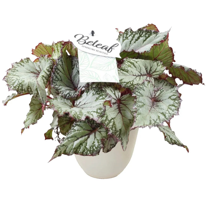 Pianta ornamentale con ampie foglie argentate e bordi verde scuro con venature rosso porpora, sistemata in un vaso avorio con etichetta decorativa.