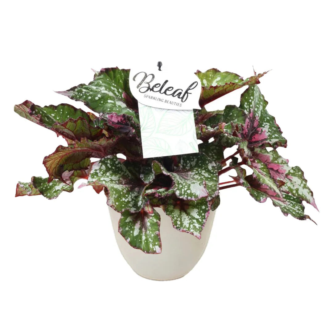 Pianta con foglie ampie di colore verde scuro e venature rosso porpora, decorate da macchie bianche irregolari, in vaso avorio con etichetta decorativa.