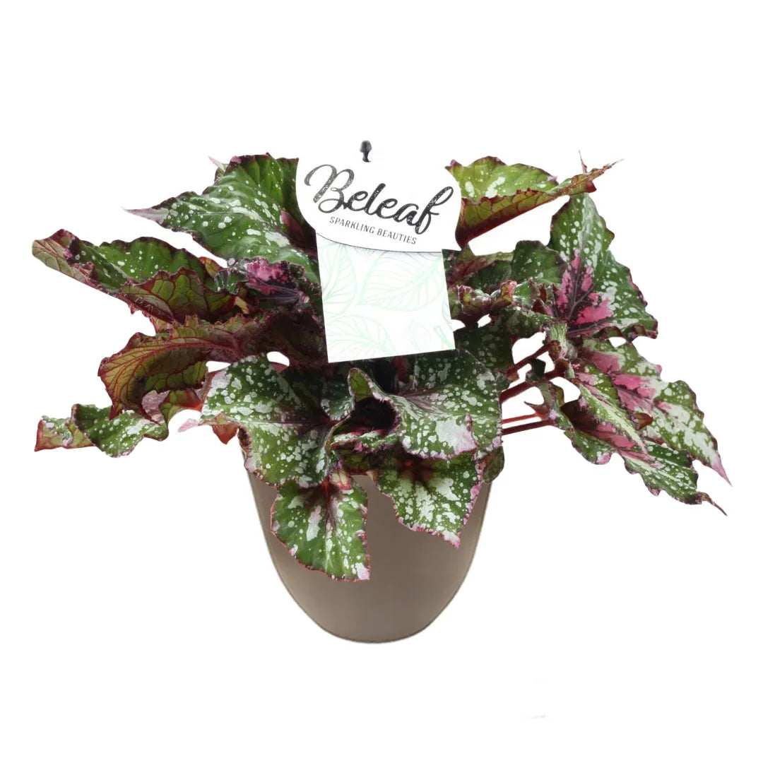 Pianta compatta dalle foglie variegate di verde, rosa e bianco, con texture lucida e vivace, disposta in un vaso tortora su sfondo neutro.

